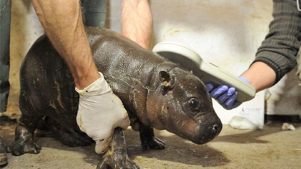 Moo Deng: Adorable Baby Hippo Takes Internet by Storm, Doubles Zoo Visitors!